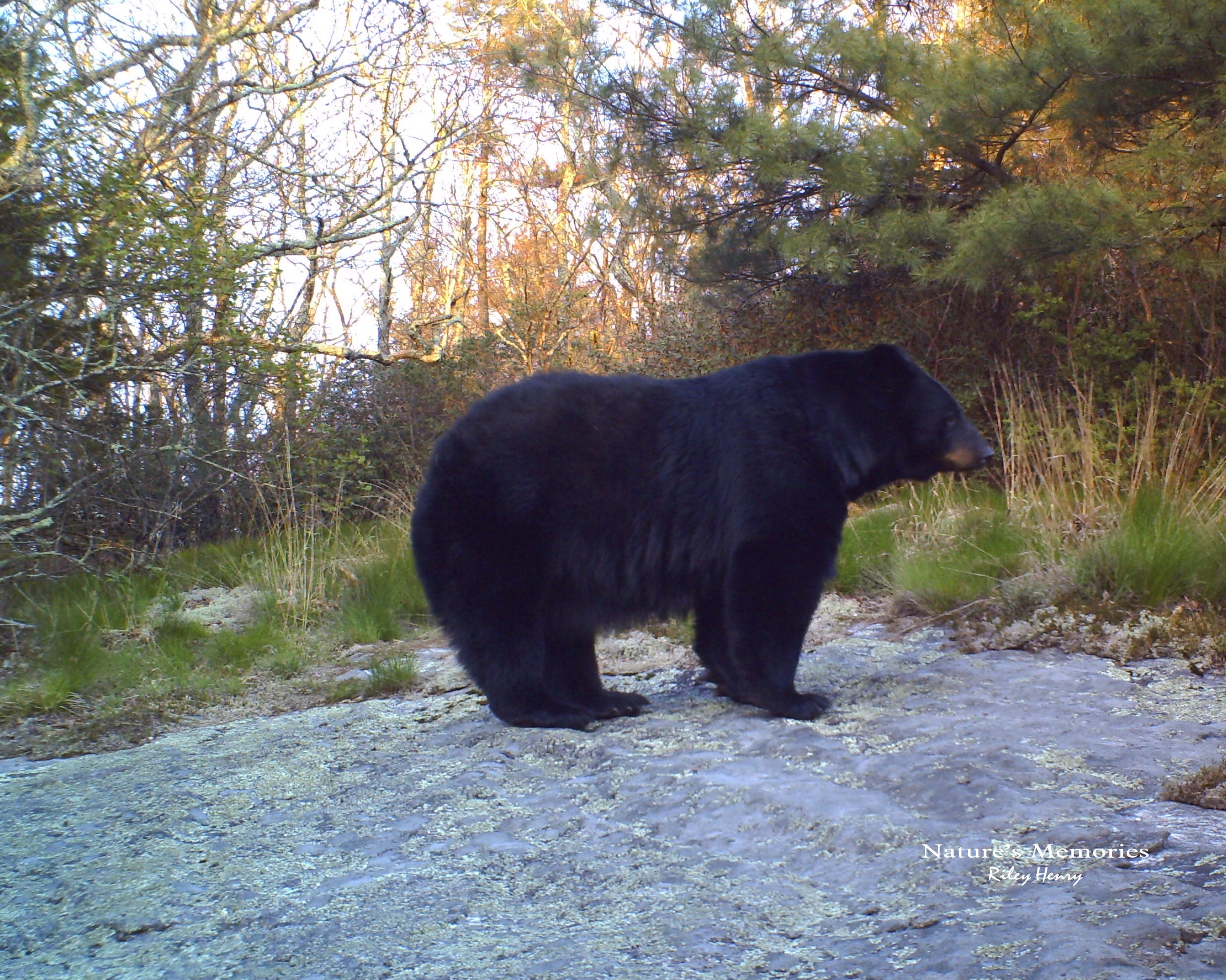 Black Bear